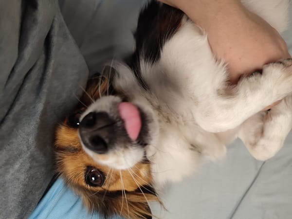 Dog belly rubs and cat naps on a quiet morning at home