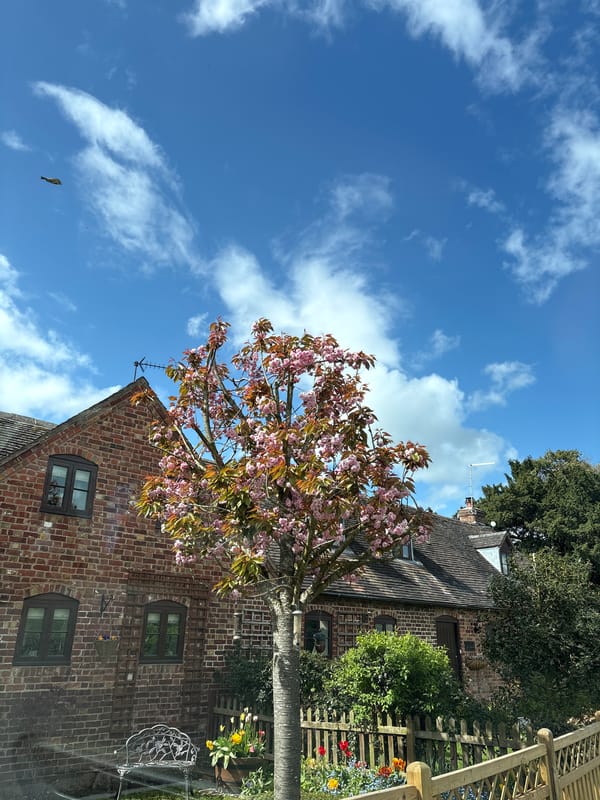 Pink-flowered tree blooms near brick building in Shrewsbury