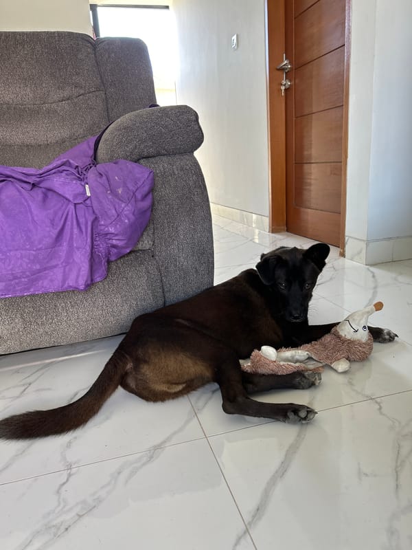 A dog's lazy morning at home in Sukawati, Bali