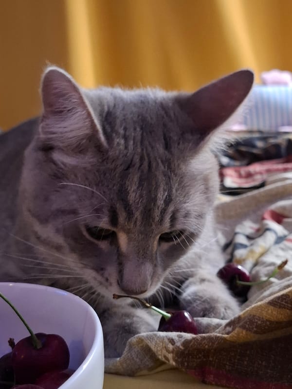 Grey tabby cat going about its evening at home
