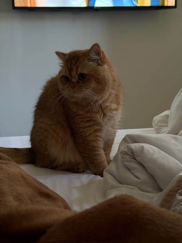 Cats, pickleball, and street life across a Đà Nẵng morning