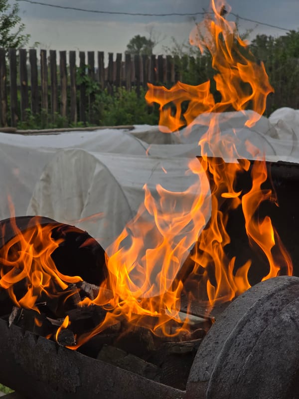Outdoor barbecue gathering features grilled fish, fresh salads under rainbow