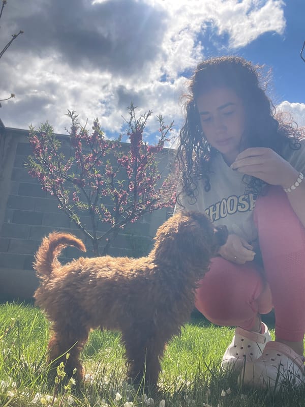 Woman enjoys morning playtime with poodle puppy in Sofia