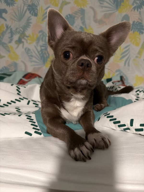 Child plays indoors with pet chihuahua in Votkinsk home