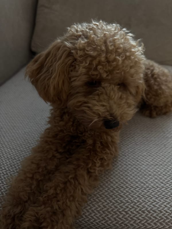 Curly poodle lounging on a couch in Pervomaysky