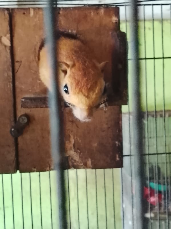 Caged birds and wildlife on display in Kuta Trieng, Indonesia
