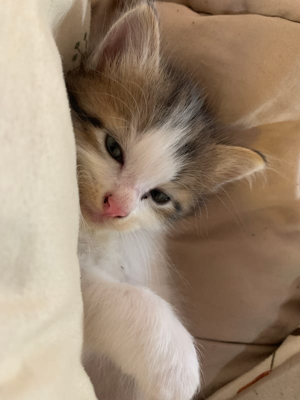 Young kittens photographed resting peacefully in Tanjungsepreh bedroom