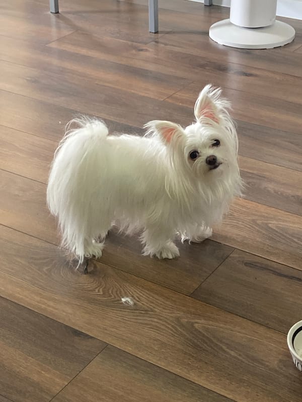 Fluffy white dog tilts head on wooden floor in Kharkiv