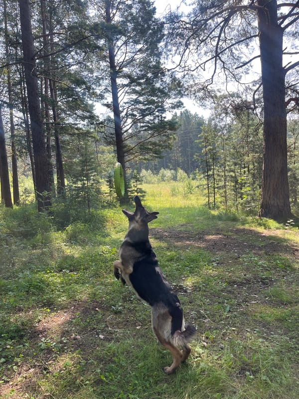 Dogs play fetch with a green ring toy in a Russian pine forest
