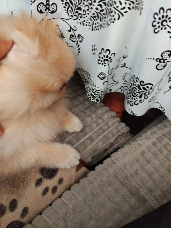 Pomeranian dog naps on patterned bedding in Bulgarian home