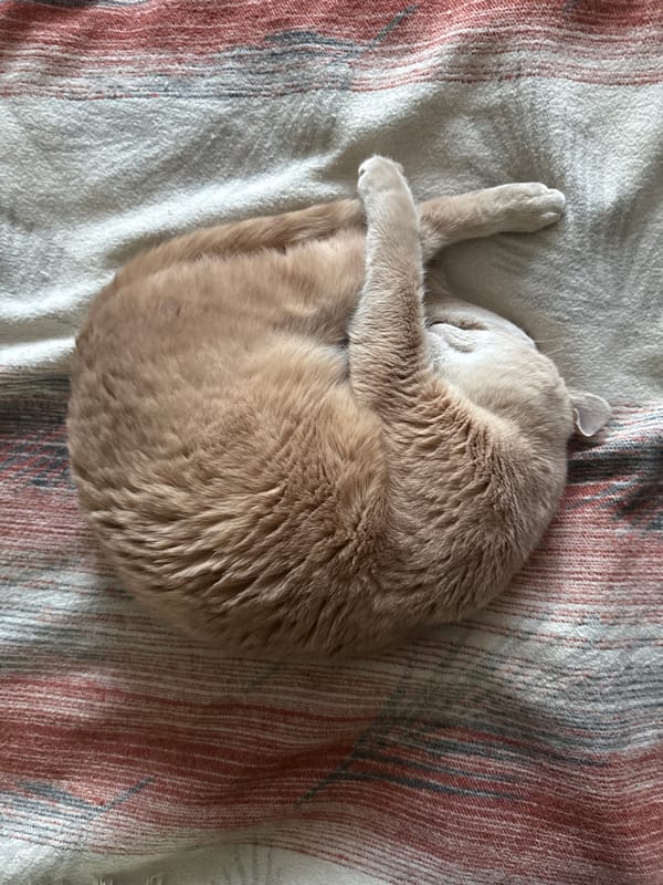 Cat sleeps curled up on blanket in Chaikovsky