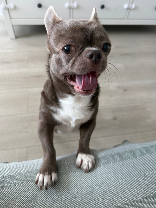 Early morning pet moments and coffee in Votkinsk, Russia