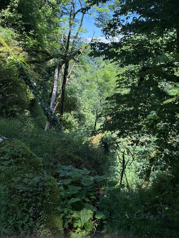 Witnesses capture panoramic forest views in Khleborob, Russia