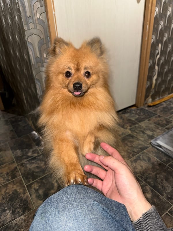 Domestic scenes captured in Khimki featuring man and Pomeranian dog