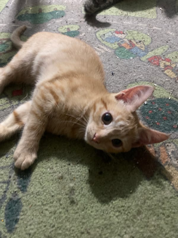 Cats, kittens, and a dog at home in Samara