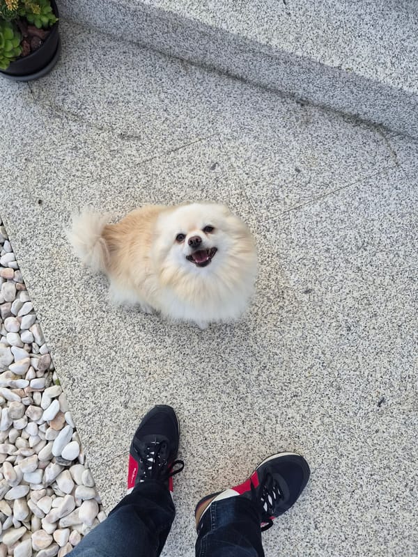 Pomeranian dogs play in residential courtyard in Barcelos, Portugal