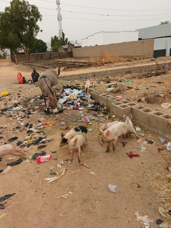 Donkeys forage through trash-strewn streets in Bauchi, Nigeria