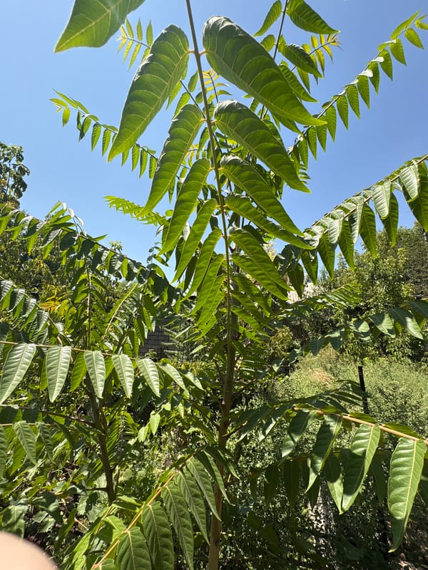 Grasshopper and tree leaves, Shymkent summer morning