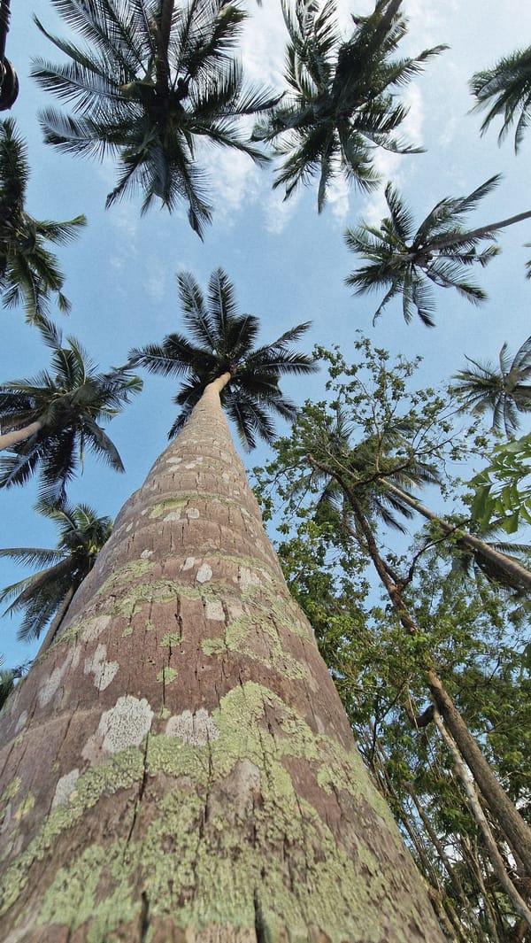 Coconut palm tree photographed from ground level in Baan Tai