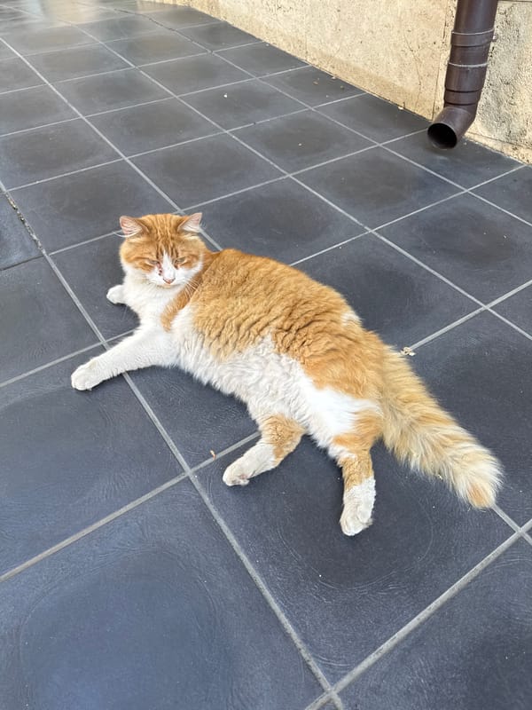 Cats resting and eating near a European urban street