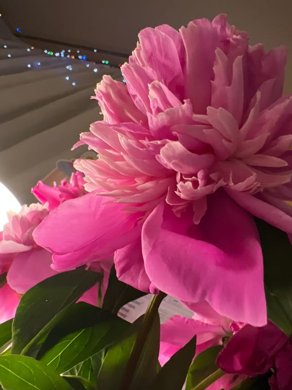 Pink peonies and decorative figurines fill a Minsk evening