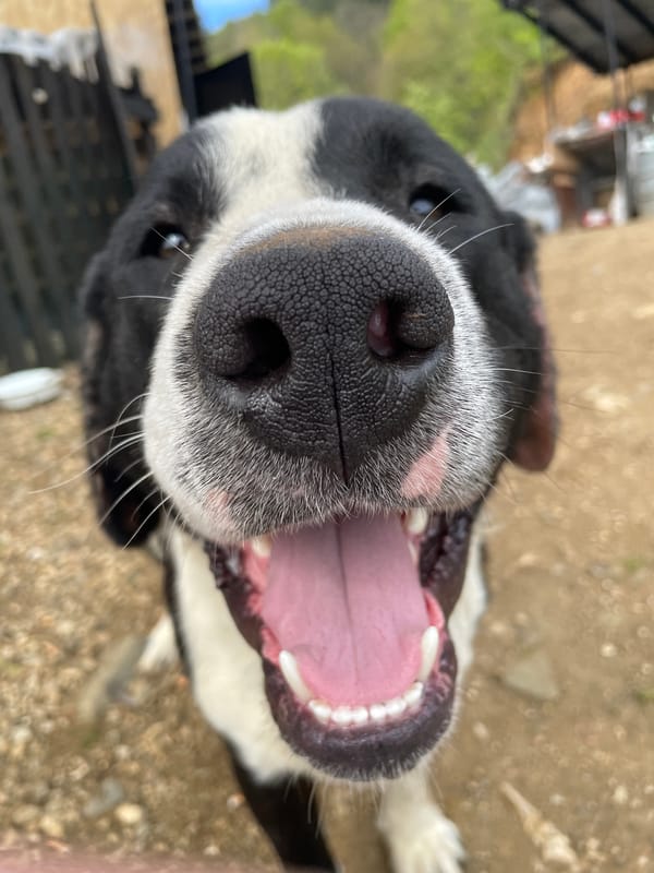 Dogs documented in rural Bulgaria during afternoon encounter