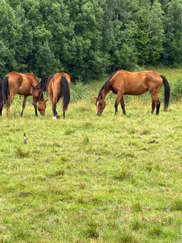 Horses grazing in a green field in rural Lithuania