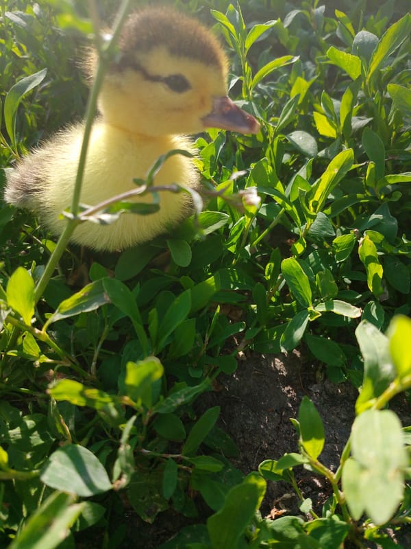 Farm animals observed in rural setting during afternoon
