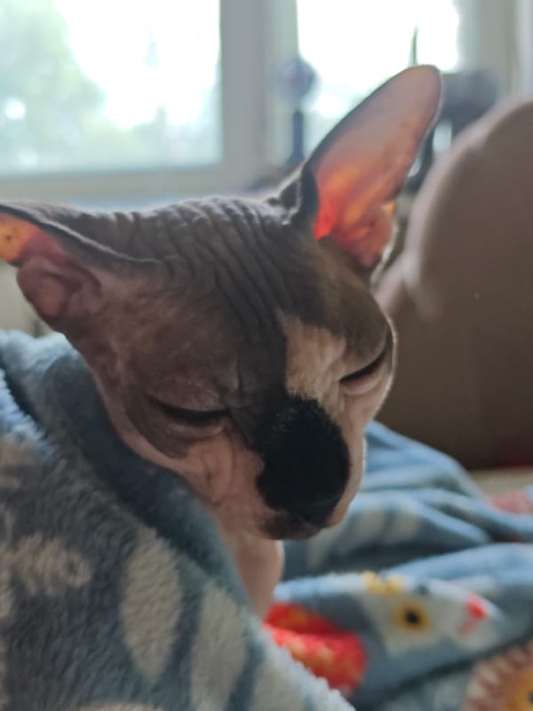 Sphynx Cat Sleeps Peacefully in Patterned Blanket in Russia