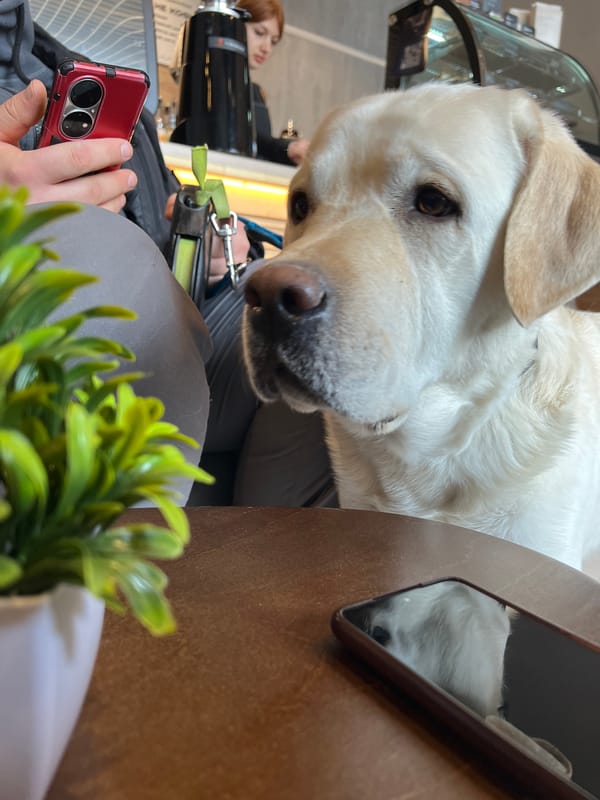 Labrador photographed indoors during morning session in Mytishchi