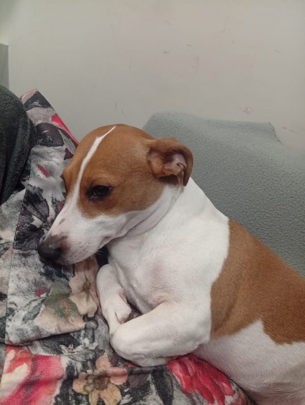Jack Russell Terrier rests on floral cushion in Burgas