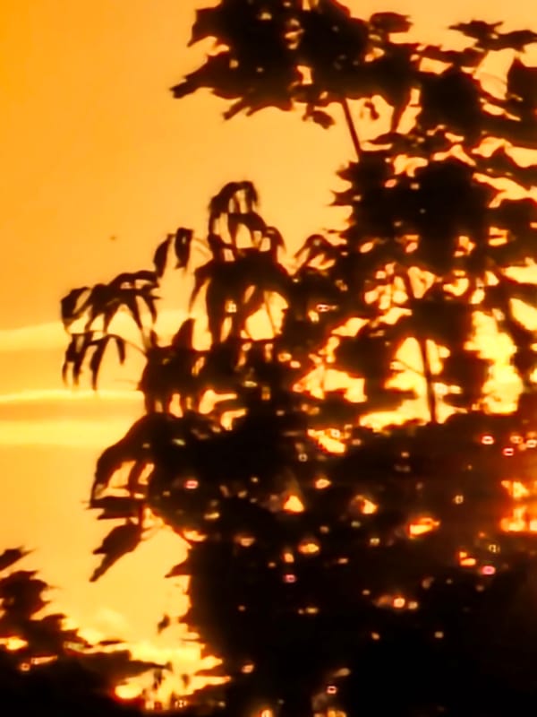 Sunset over Khimki trees, with signs of a nearby fire