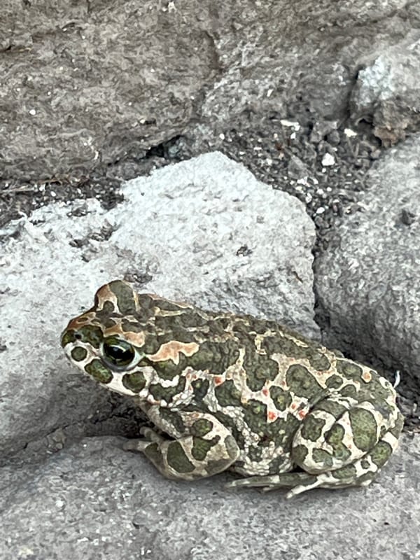 Frogs and toads on rocky ground at twilight, Ilavche
