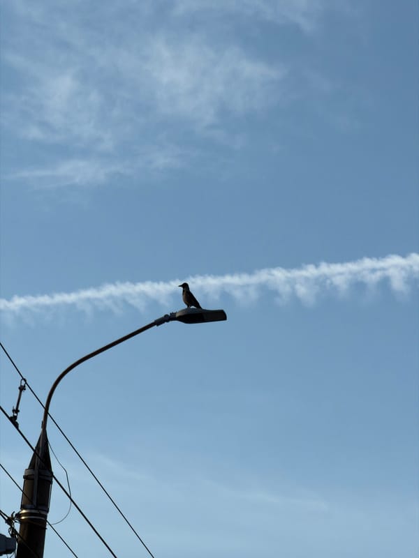 Everyday moments captured around Izhevsk: bird, car details, dashboard