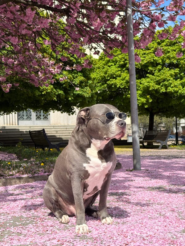 Sunglasses-wearing pit bull rests among cherry blossoms in Luxembourg