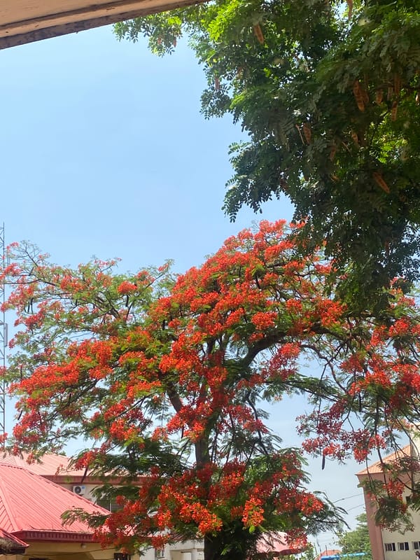 Street-level view of trees and buildings documented in Bwari