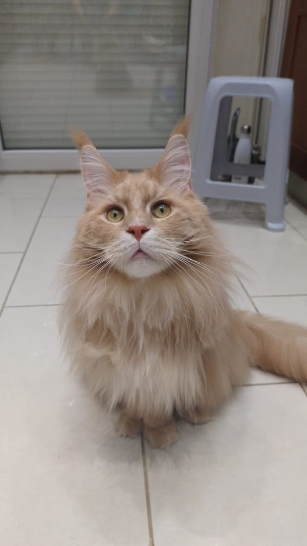 Maine Coon reaches for a treat on a tiled floor in Perea