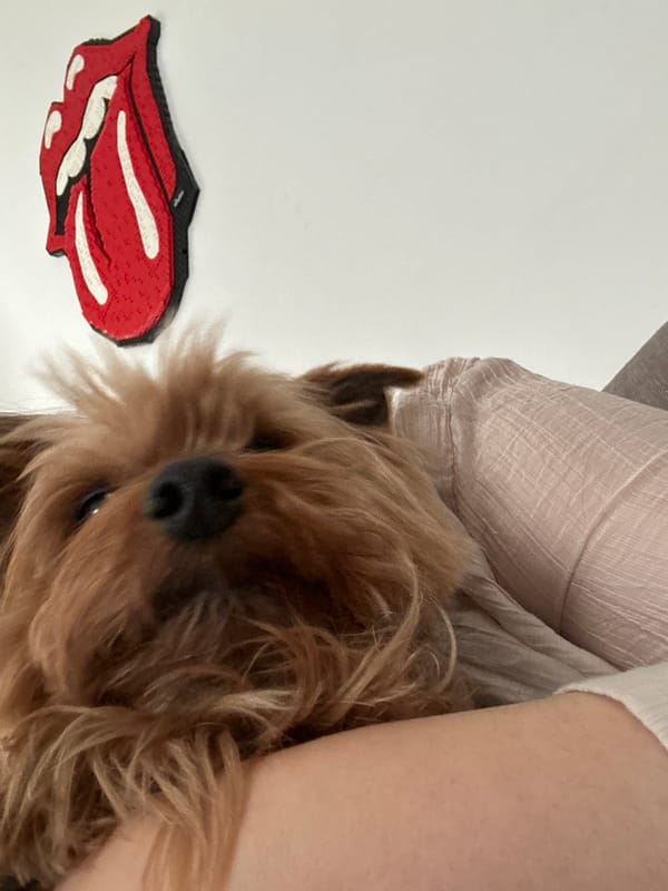 Yorkshire Terrier photographed in Ramat Gan, Israel