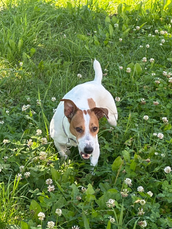 Jack Russell Terrier afternoon in a Minsk residential courtyard