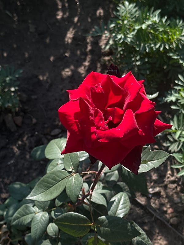 Garden close-ups, pollinators, and fresh produce from one afternoon