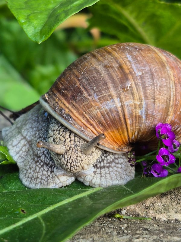 Snails, slugs, and small creatures in a quiet garden setting