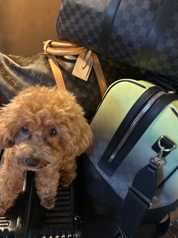 Small poodle spotted among luxury luggage in Kuta Selatan