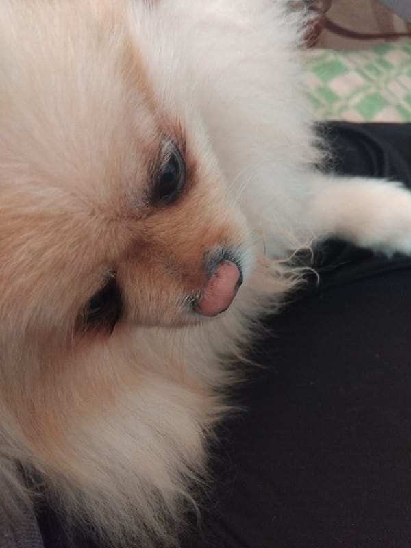 Small dog naps peacefully on owner's lap in Bulgaria