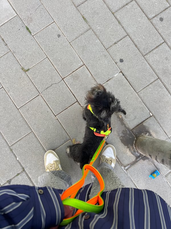 Dog in colorful harness photographed on Badalona sidewalk