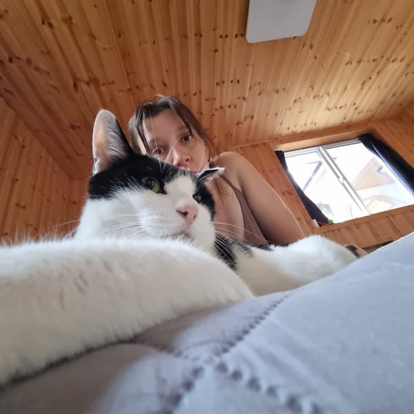 Cat and cozy afternoon in rural South Korea