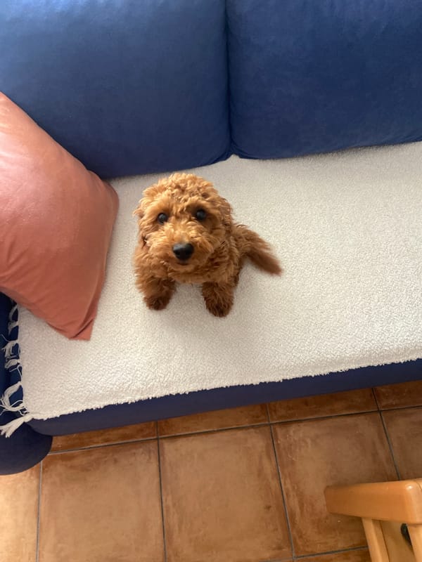 Morning routine with poodle, coffee, and balcony moments in Sutomore