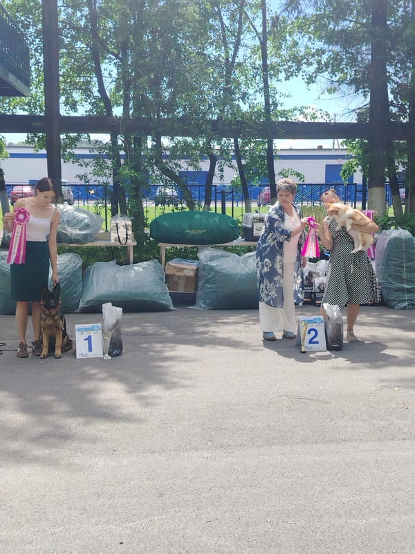 Dog show competition in Prokopyevsk with multiple breeds