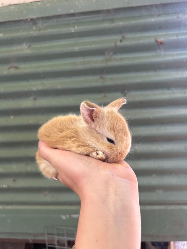 Baby animals documented in Russell Vale backyard setting
