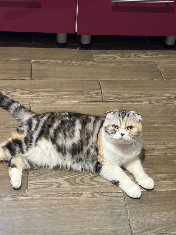 Scottish Fold cat observed on floor in Noviy, Russia