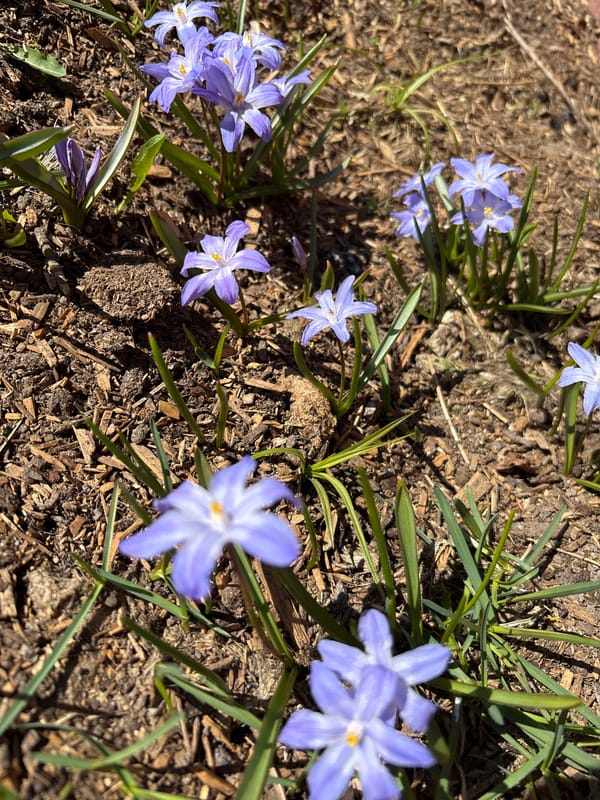 Spring wildlife and flowers observed in rural Russian village